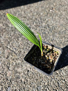 Palms: Licuala Orbicularis (Whole leaf form)