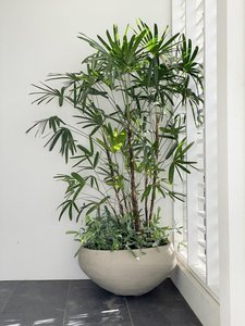 Palms: Rhapis excelsa - Lady Palm