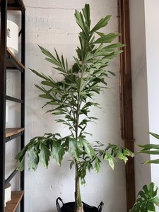 Palms: Caryota ochlandra (Fishtail Palm)