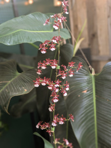 Oncidiums: Oncidium Sharry Baby 'Leca'