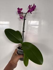 Phaelanopsis: Phalaenopsis Mini - with Dark Pink Flowers