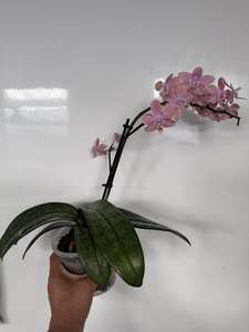 Phalaenopsis Mini - Scented