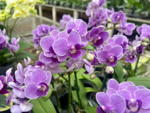 Phaelanopsis: Phalaenopsis Sogo Vivian 'Smurf' (Special Indigo)