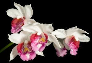 Gastrorchis pulchra 'Alice Ahier' AM/OCNZ