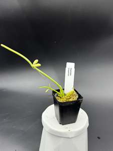 Dischidia bengalensis