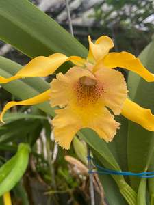 Myrmecatavola Frances Fox x B. nodosa