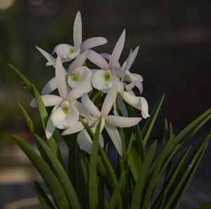 Brassocattleya Jairak Snow