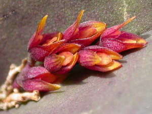 Other Orchids: Acianthera prolifera