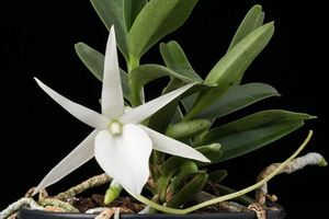 Angraecum didieri
