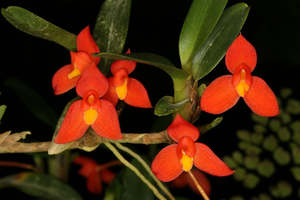 Maxillaria sophronitis