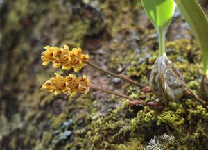 Other Orchids: Bulbophyllum picturatum