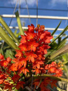 Ascocentrum ampullaceum var.moulmeinense