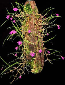 Isabelia pulchella
