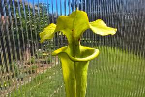 Sarracenia flava var. rugelii (Edmund, Lexington County, South Carolina, USA) - &hellip;