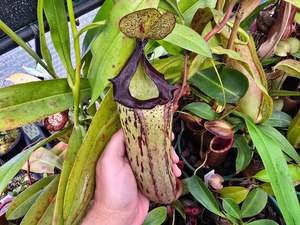 Nepenthes 'Gothica' (Female) - Intermediate Tropical Pitcher Plant