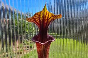 Sarracenia flava var. rubricorpora - American Pitcher Plant