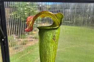 Sarracenia alata var. atrorubra - 'Red Tube Form' (Deer Park, Alabama,&hellip;