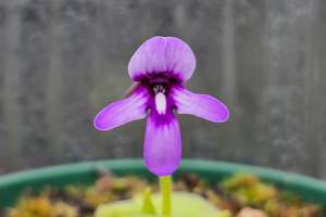 Pinguicula: Pinguicula macrophylla - Mexican Butterwort