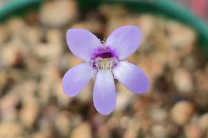 Pinguicula: Pinguicula parvifolia - Mexican Butterwort