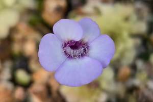 Pinguicula: Pinguicula rotundiflora - Mexican Butterwort