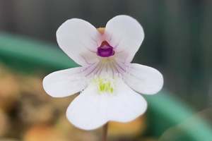 Pinguicula: Pinguicula gracilis - Mexican Butterwort