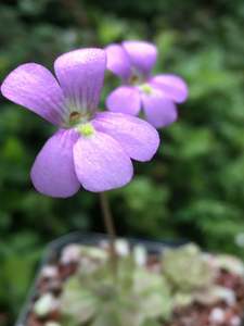 Pinguicula: Pinguicula 'Florian' - Mexican Butterwort