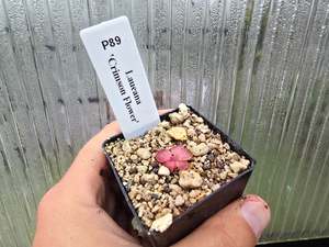 Pinguicula: Pinguicula laueana 'Crimson Flower' - Mexican Butterwort