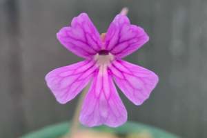 Pinguicula: Pinguicula 'Niklas' - Mexican Butterwort