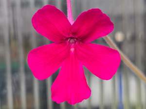 Pinguicula: Pinguicula 'Cherry Blossom' - Mexican Butterwort