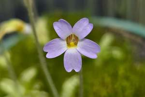 Pinguicula: Pinguicula pumila (Wakulla County, Florida, USA) - Warm Temperate Dwarf Butterwort