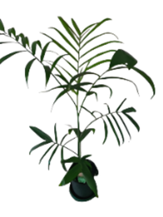 Palms: Chamaedorea Seifrizii