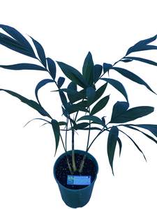 Palms: Chamaedorea Microspadix