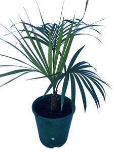 Howea Belmoreana
