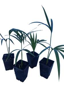 Howea Belmoreana seedling