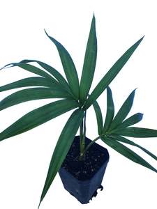 Palms: Hedyscepe Canterburyana