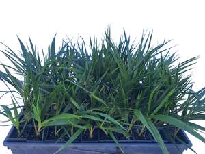 Palms: Rhopalostylis Sapida - 5cm seedlings - 50 per tray