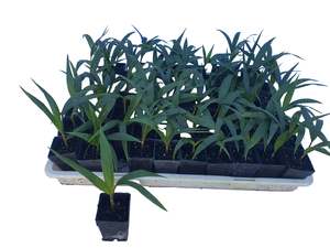 Palms: Rhopalostylis Chathamica - 5cm growing on lines - 50 per tray