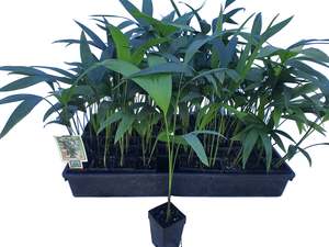 Palms: Chamaedorea Microspadix - 5cm GOL - 50 per tray