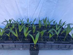 Dypsis Baronii - 5cm Growing on Lines - 50 per tray