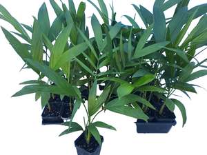 Palms: Chamaedorea Costaricana 9cm Seedlings - 30 per tray