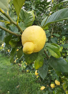 Lisbon Lemon Tree