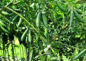 Finger Lime Tree Green