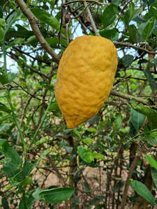 Etrog Tree (Yellow Citron Tree)