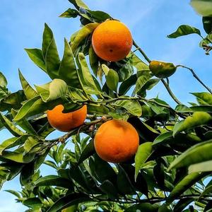 Tarocco Blood Orange Tree