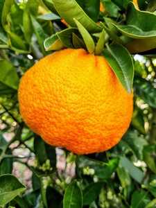 Ugli Fruit Tree