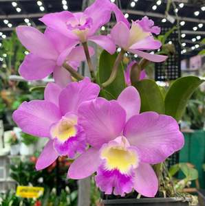 Cattlianthe Doris and Byron 'Christmas Rose'