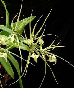 Other Orchids: Brassia verrucosa