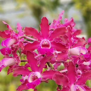 Other Orchids: Myrmecocattleya Memoria Louise Fuchs 'Purple Rain' FCC/AOS