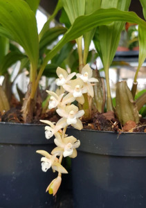 Other Orchids: Pholidota chinensis