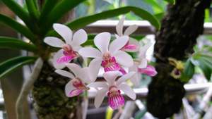 Other Orchids: Holcostylis Yawi Girl 'White Ball'